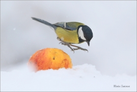 <p>SÝKORA KOŇADRA (Parus major) ------- /Great tit - Kohlmeise/</p>